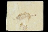 Cretaceous Fossil Shrimp - Lebanon #107414-1